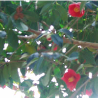 �ؘR����C���[�W